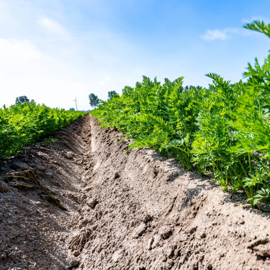 100% organic fertilisers with MINIGRAN® Technology for organic agriculture and horticulture: DCM ECOR®. Thumb