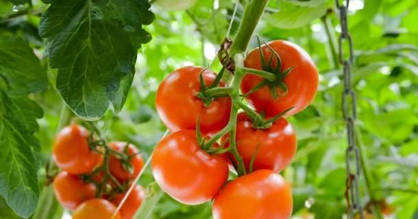 Less blossom-end rot, better fruit set with Impuls TD® Thumb