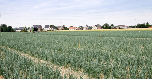 Yield increase in organic onion cultivation with DCM ECOR® 3 Thumb