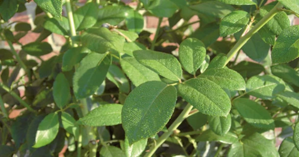 DCM OLEGA® FER for fast and intense greening Thumb