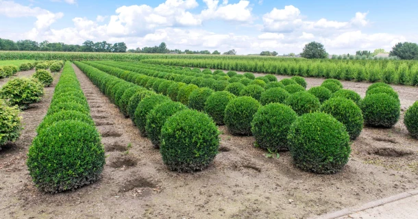 Best quality boxwood plants with one single application of DCM Xtra-MIX® 1 Thumb