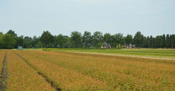 Better emergence and more vigorous growth of young Acer palmatum plants with DCM VIVISOL® Thumb