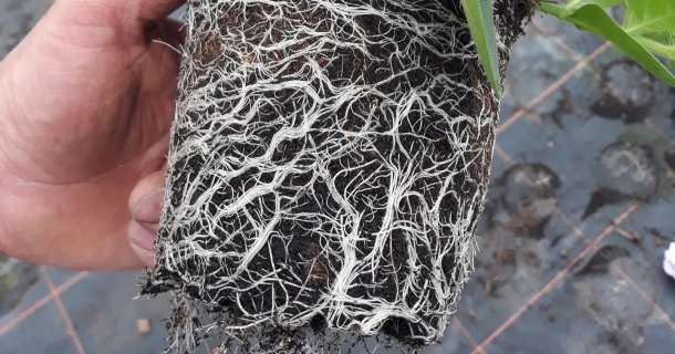 First 100 % organic fertiliser with extra long-lasting action Thumb
