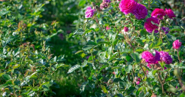 Better plants when growing roses in containers with DCM organic fertilisers Thumb