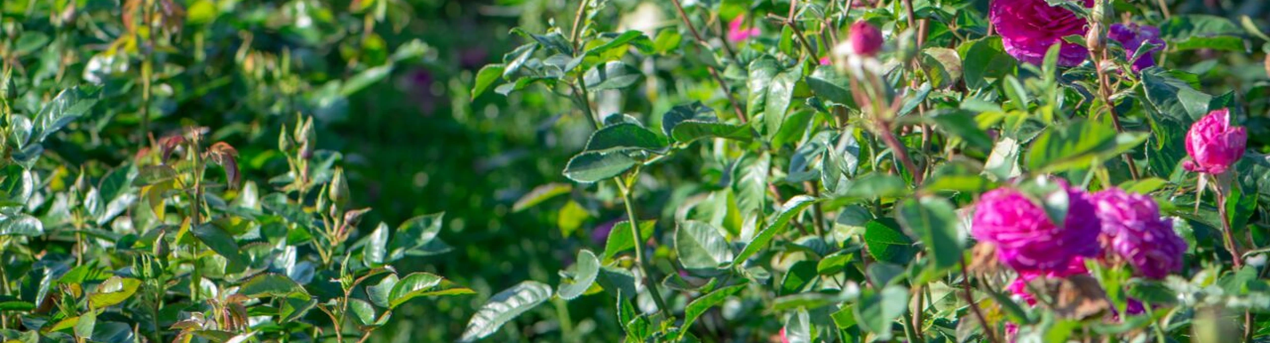 Header image alt