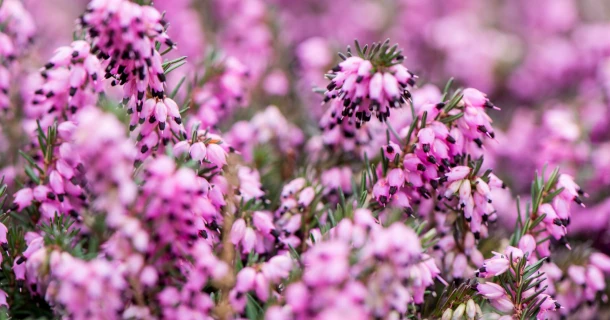 Heavier plants of higher quality and less losses when growing Erica darleyensis in containers with DCM VIVISOL® Thumb