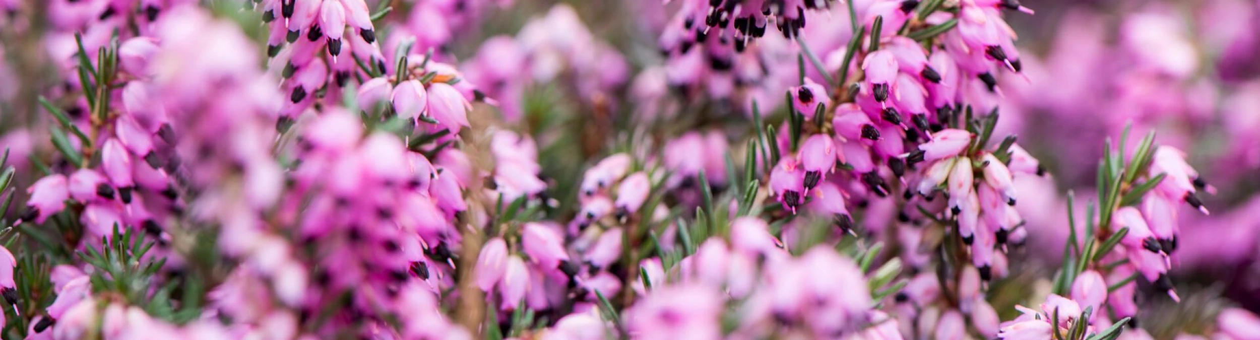 Header image alt