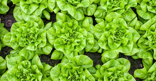 Horticulture Thumb