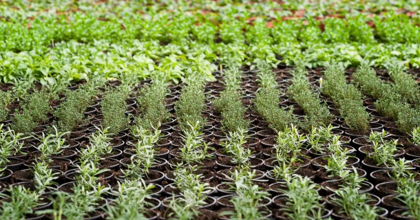 Organic growing with different fertiliser formulas Thumb