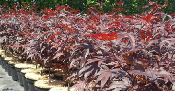 Better plants when growing Japanese maples in containers with DCM organic fertilisers Thumb