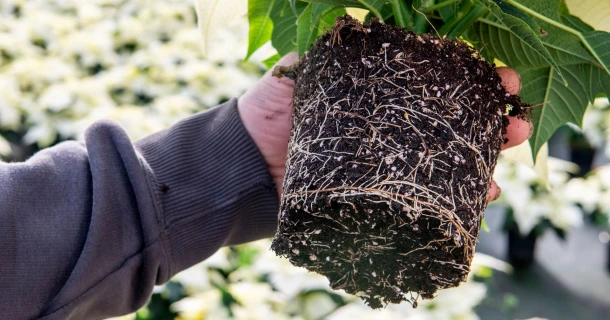 DCM VITACT® R: Biostimulant for better root development and higher resistance to abiotic stress Thumb