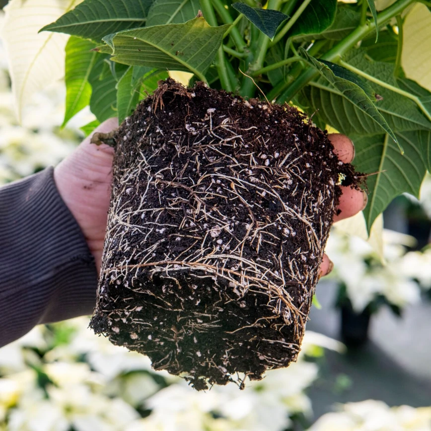 DCM VITACT® R: Biostimulant for better root development and higher resistance to abiotic stress Thumb