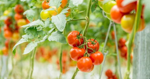 PMV-01®: the biological control agent against PepMV Thumb