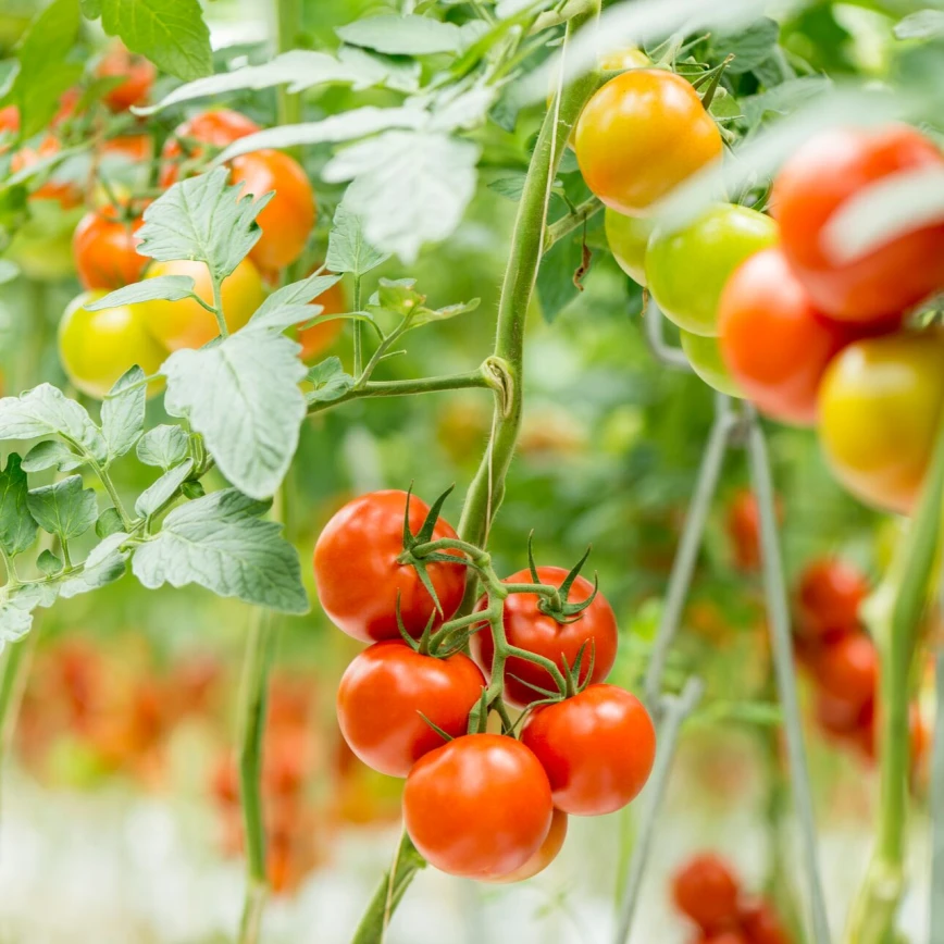 PMV-01®: the biological control agent against PepMV Thumb
