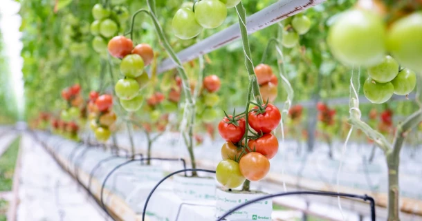 Go for a resilient crop Thumb
