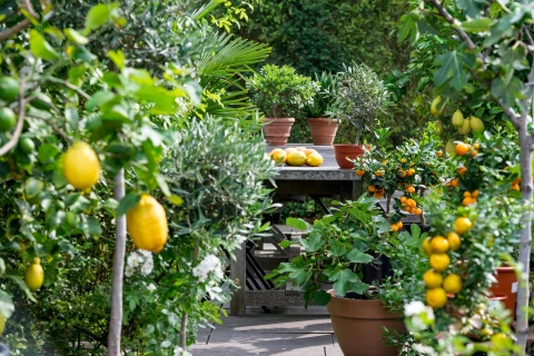 Plantes de terrasse : créez une ambiance méditerranéenne sur votre terrasse Thumb