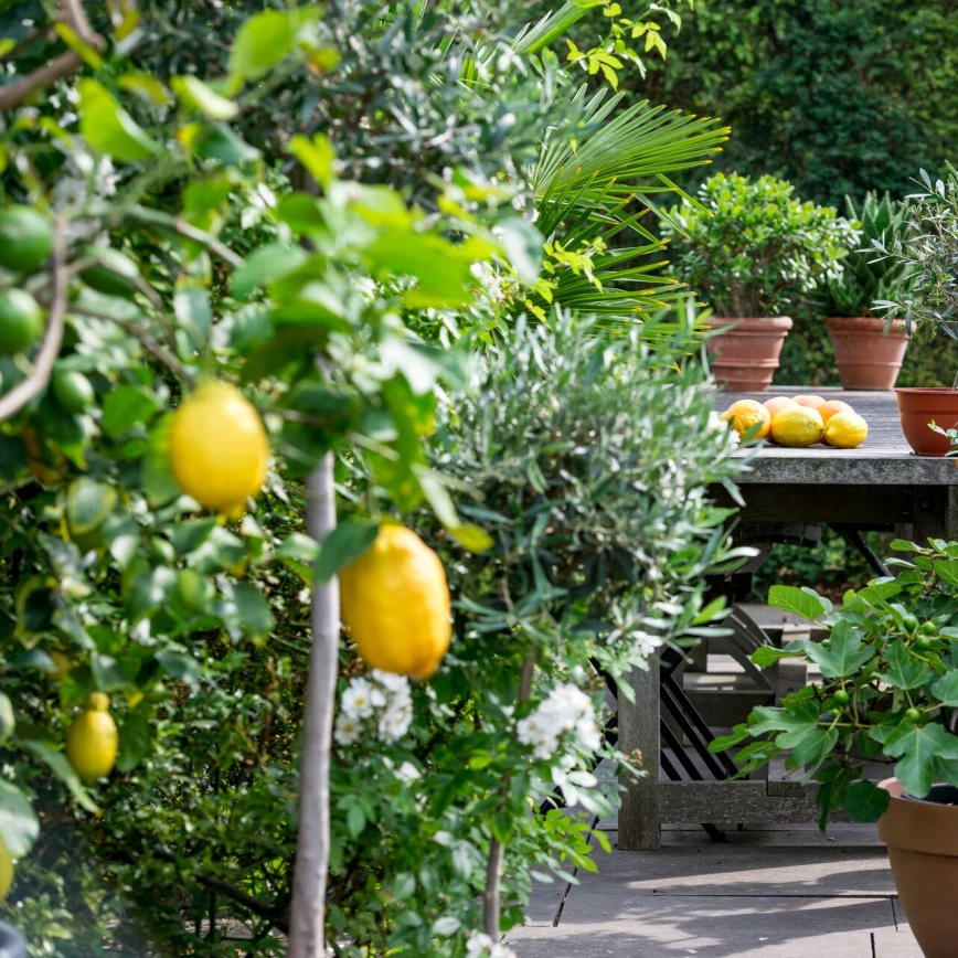 Plantes de terrasse : créez une ambiance méditerranéenne sur votre terrasse Thumb