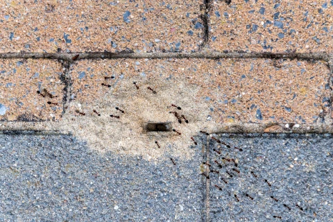 Une invasion de fourmis dans la maison ou sur la terrasse ? Combattez-les à temps ! Thumb