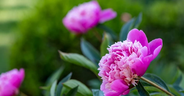 DCM MIX 2, la fumure de fond idéale pour les plantes ornementales Thumb