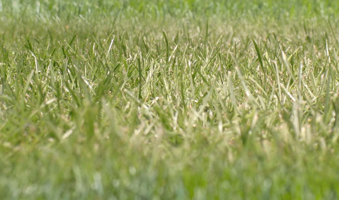 Header image alt