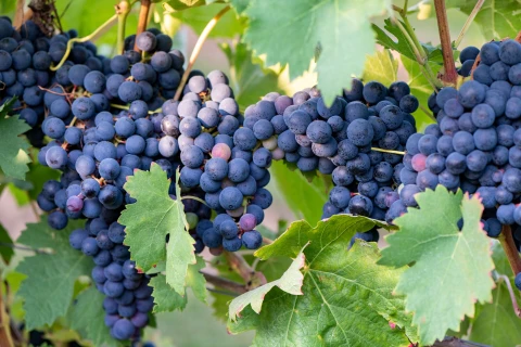 Choisir, planter et soigner les vignes Thumb