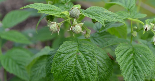 DCM VIVISOL® permet d’obtenir un meilleur système racinaire chez les ronces fruitières en pot Thumb