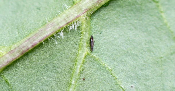 Lutter contre les thrips de manière naturelle avec des nématodes Thumb