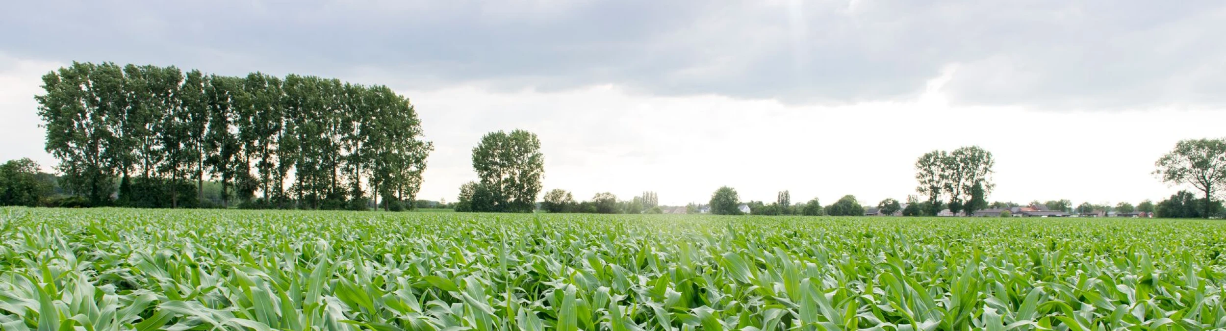 Header image alt