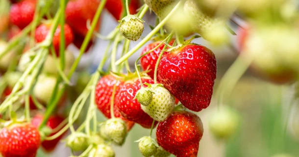 Meilleur développement des racines et des plantes plus denses et plus vigoureuses avec DCM Viscotec® blue Thumb
