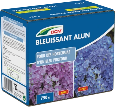 Bleuissant Hortensias - Alun DCM thumbnail