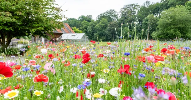 Aménager vous-même un beau jardin ? Voici comment procéder ! Thumb