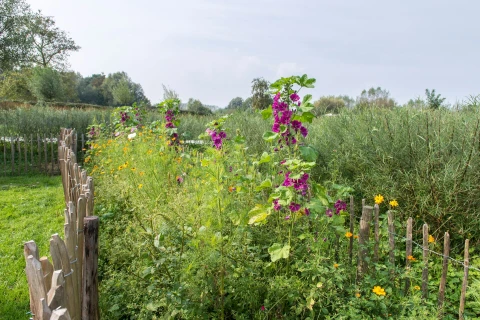 Attirez les papillons dans votre jardin avec ces fleurs Thumb