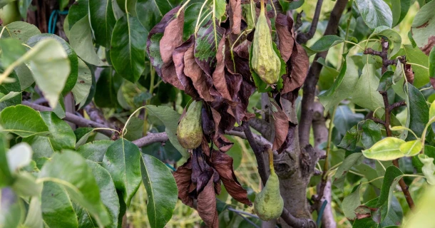 DCM PEA-02® : le produit de lutte biologique innovant et durable contre le feu bactérien Thumb