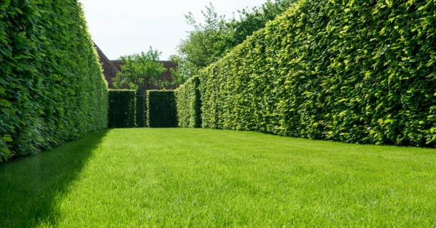 Des Carpinus plus hauts et plus touffus avec des racines plus longues grâce au DCM VIVISOL® et DCM COPRON Thumb