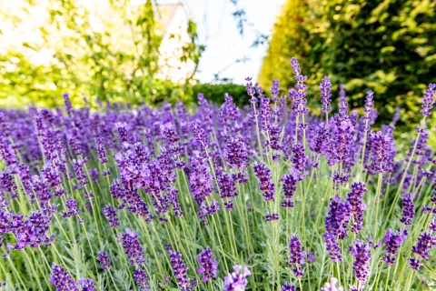 Planter, tailler et entretenir la lavande comme un pro Thumb