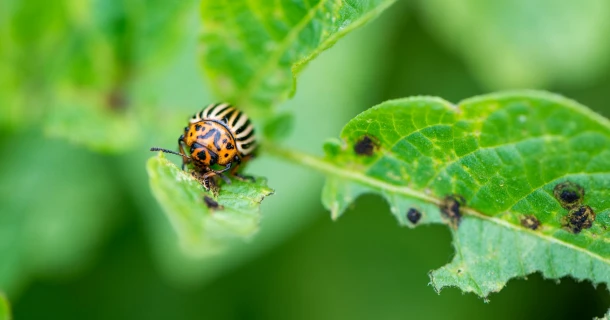 Lutter contre les doryphores avec des nématodes Thumb