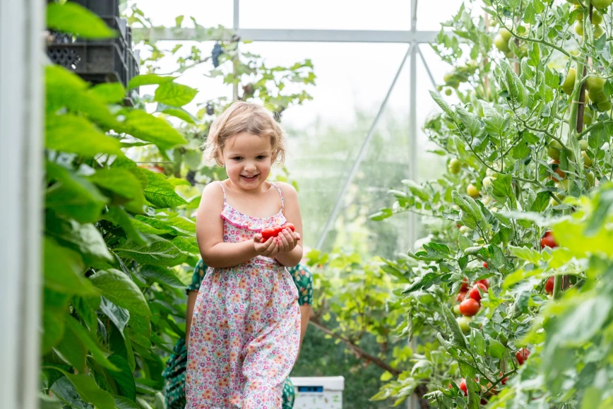 Cultiver et entretenir les tomates au potager ou dans la serre Thumb