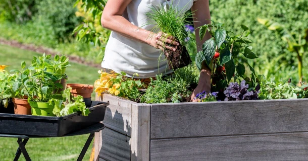 Voici comment planter et soigner les plantes aromatiques en pots et en bacs Thumb