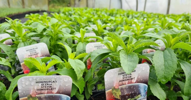 Puur Aroma, producteur de plantes aromatiques, est très satisfait des bons résultats obtenus avec les engrais DCM pour la culture biologique. Thumb