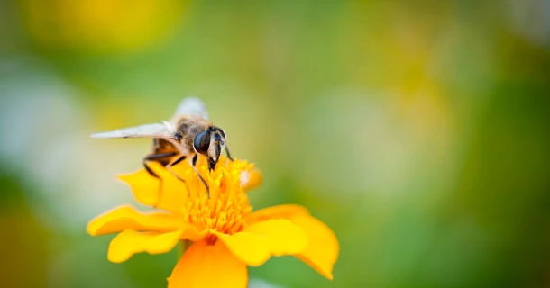 DCM Garden Care : Système d’alerte pour les maladies et ravageurs des plantes. Thumb