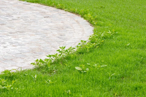 Comment vous débarrasser des mauvaises herbes dans votre gazon ? Voici les 4 étapes à suivre Thumb