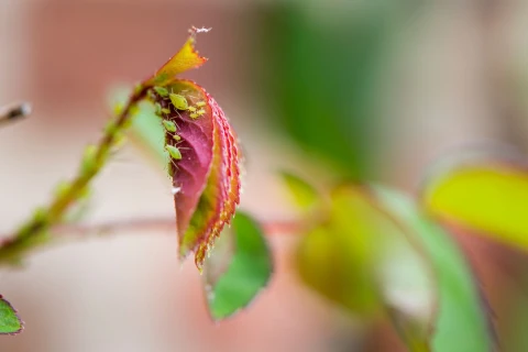 DCM Naturapy®, de la nature pour la nature Thumb