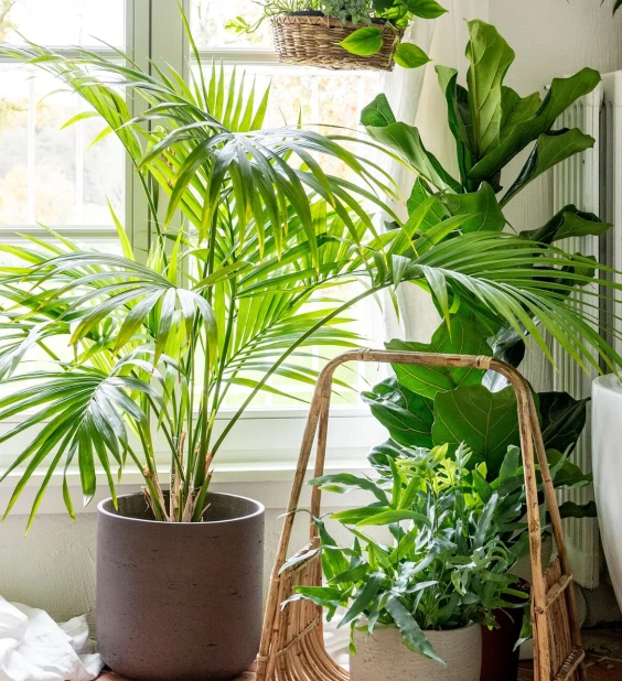 Plantes d'intérieur Thumb