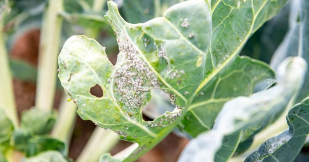 Lutter contre les pucerons dans la serre de jardin Thumb