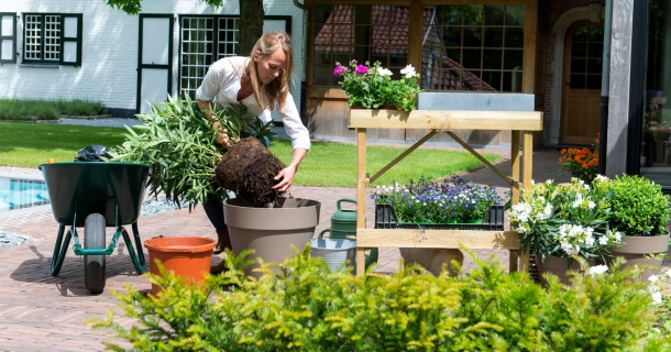 Comment rempoter vos plantes de terrasse ? Thumb