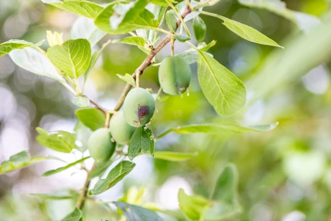 Lutter contre le carpocapse des prunes Thumb