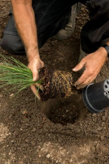 Assurer la croissance de racines saines et solides lors de la plantation Thumb