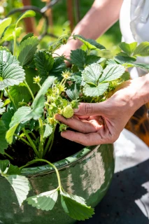 Cultiver vos propres fraises ? Voici comment les planter et les entretenir. Thumb