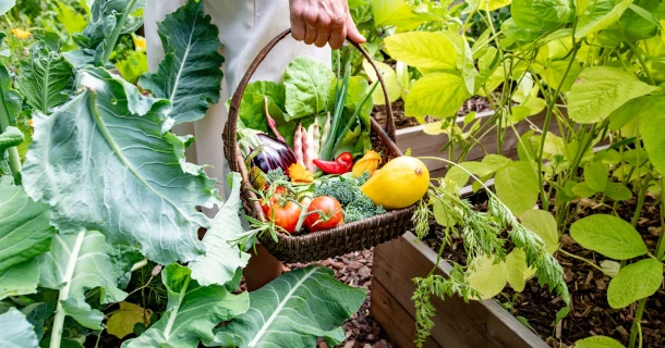 VEGAN : des produits d’origine 100 % végétale et naturelle pour soigner vos plantes Thumb