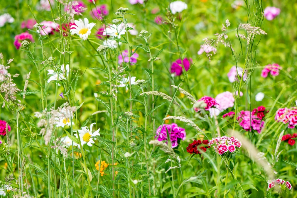 Header image alt